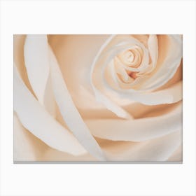 White Rose Canvas Print