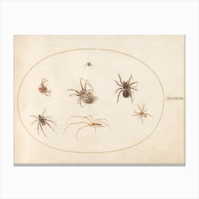 Seven Spiders, Joris Hoefnagel Canvas Print