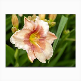 Hemerocallis Daylily Flower Canvas Print