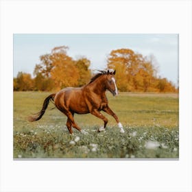 Running Horse Canvas Print