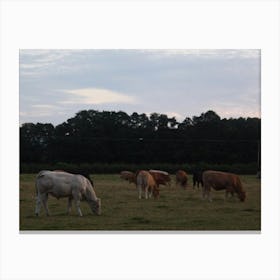 Moo Moo Canvas Print