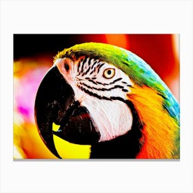 Parrot Profile Canvas Print