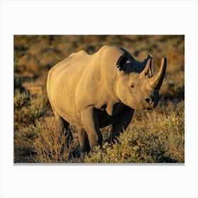 Rhinoceros By Sunset At Etosha National Park Namibia Lienzo