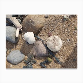 Sand And Shells Canvas Print