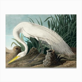 Audubon White Heron, Plate CCCLXXXVI, The Birds of America, Without the Horned Agama Remastered Reproduction of the Classic Vintage Print Canvas Print