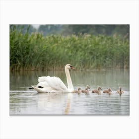 Swan Family 3 Canvas Print