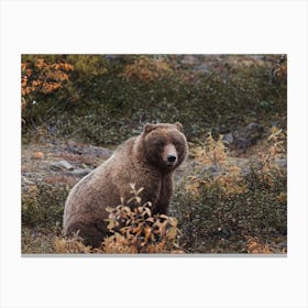 Autumn Brown Bear Canvas Print