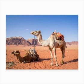 Camels In The Desert Jordan Canvas Print