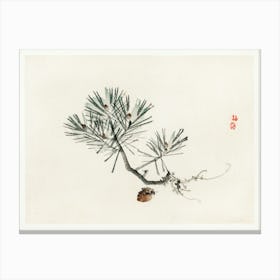 Pine, Kōno Bairei Canvas Print