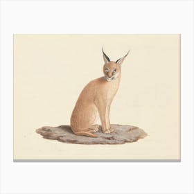 Caracal Caracal (Desert Lynx), Luigi Balugani Canvas Print