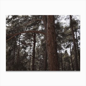 Large Pine Tree Canvas Print