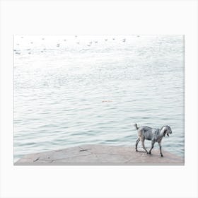 Goat On The Ganges Canvas Print