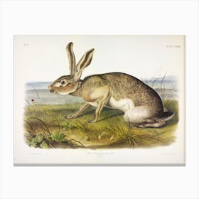Texian Hare, John James Audubon Canvas Print