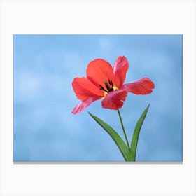 Red Tulip On Blue Canvas Print