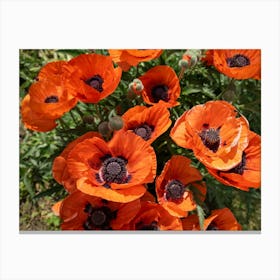 Red poppies blooming in the meadow Canvas Print