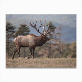 Elk On The Move Canvas Print