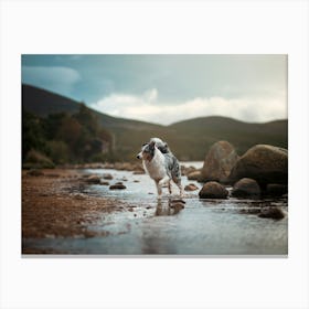 Australian Shepherd In Water- Scotland Highland UK dog photo print - moody animal photography Canvas Print