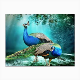 Peacocks 1 Canvas Print