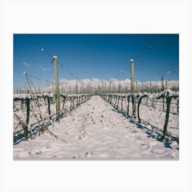 Unitltled 24 - Snow in the Vineyard Series Canvas Print