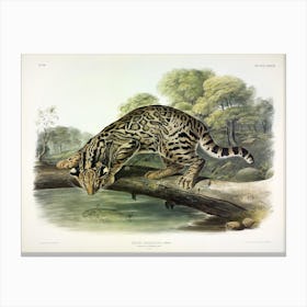 Leopard Cat, John James Audubon Canvas Print