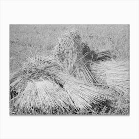 Wheat In The Shock, Garfield County, Washington, It Is Unusual To See Wheat In Shock Anymore Since The Combines Ar Canvas Print