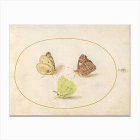 Three Butterflies (c. 1575-1580), Joris Hoefnagel Canvas Print