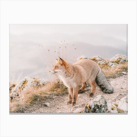 Red Fox On Mountain Trail Canvas Print