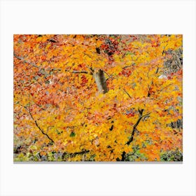 Autumn Tree 6 Canvas Print