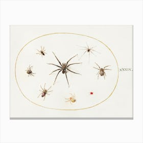 Eight Spiders (1575–1580), Joris Hoefnagel 1 Canvas Print