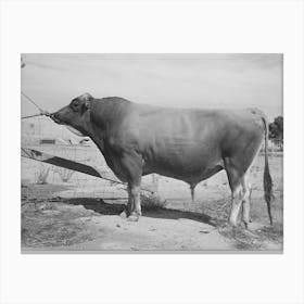 Senator Sybil Eminent, Jersey Herd Bull At The Casa Grande Valley Farms,Pinal County, Arizona, His Dam Was State Canvas Print