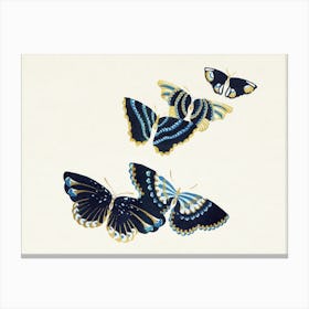 Vintage Butterfly, Cho Senshu (6) Canvas Print