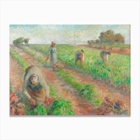 The Beet Harvest (1881), Camille Pissarro Canvas Print
