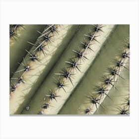 Cactus Spikes Canvas Print