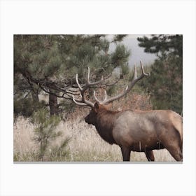 Wyoming Elk View Canvas Print