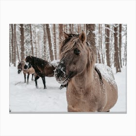 Furry Winter Horses Canvas Print