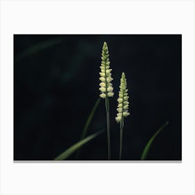 Grasses 2 Canvas Print