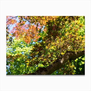 Treetops with colourful leaves, autumn forest Canvas Print