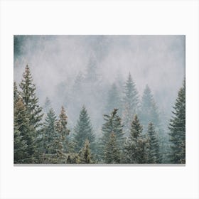 Pine Forest Scenery Canvas Print