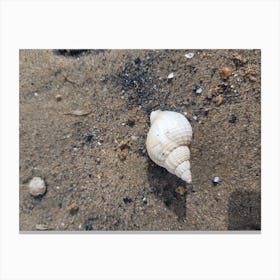 Shell On The Beach 1 Canvas Print