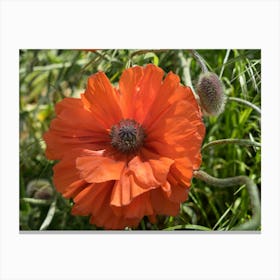 Red poppy in the meadow Canvas Print