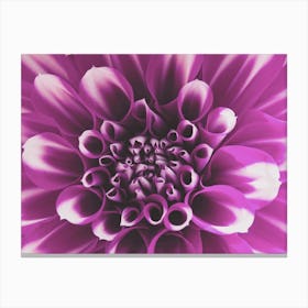 Purple Dahlia Flower Canvas Print