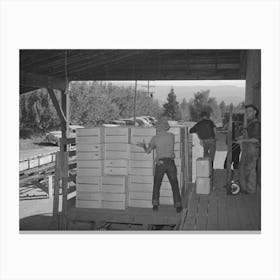 Packing Crates Of Pears Onto Truck Which Will Take Them Into Town For Shipment By Rail To The Markets Canvas Print