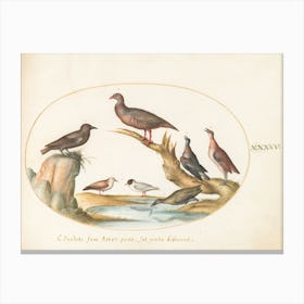 Flying And Amphibious Animals, Joris Hoefnagel (15) Canvas Print