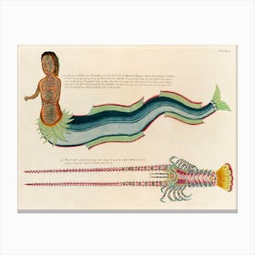 Illustrations Of A Siren And Lobster Found In The Moluccas (Indonesia) And The East Indies, Louis Renard(81) Canvas Print