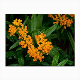 Orange butterfly weed Canvas Print