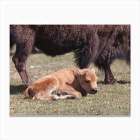 Sleeping Bison Calf Canvas Print