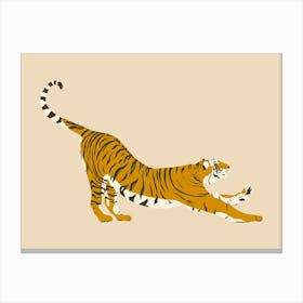 Tiger Stretching - Beige Canvas Print