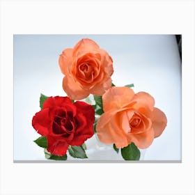 three roses Canvas Print