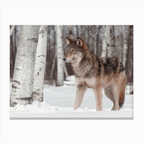 Timber Wolf In Winter Canvas Print