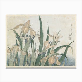 Irises And Grasshopper, Katsushika Hokusai Canvas Print